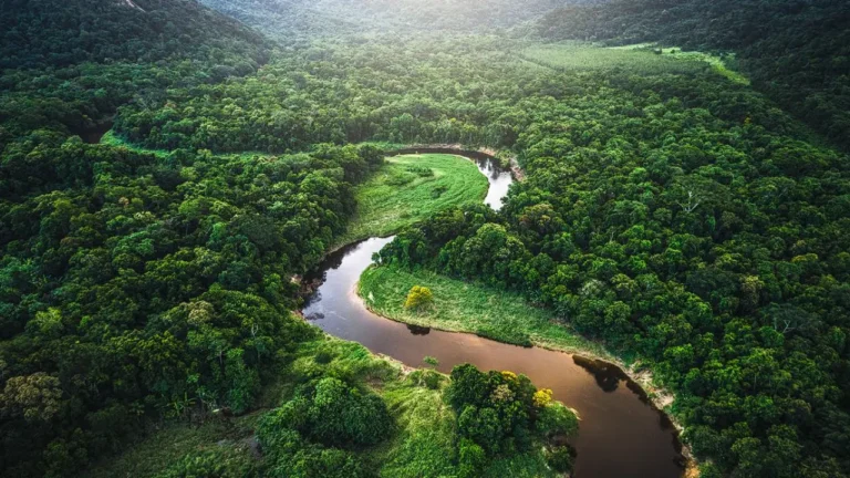Hutan Amazon Diserbu Rating Bintang 1 Netizen Indonesia, Ada Apa? | Hiburan