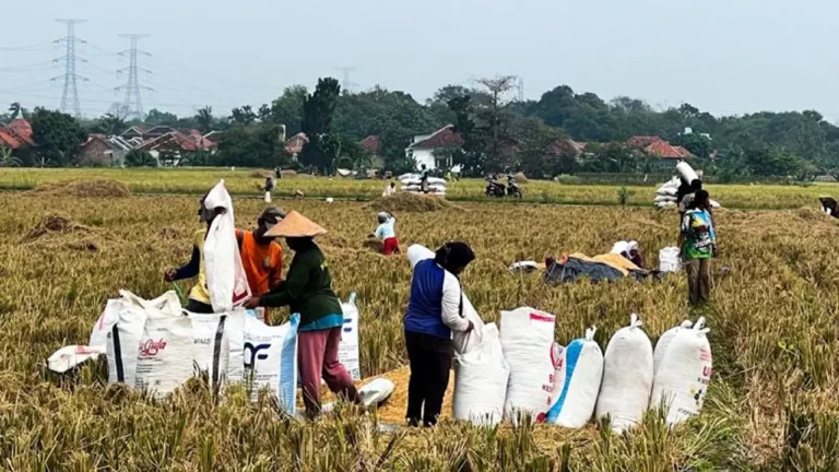 Babinsa Cengkuang Dukung Penyerapan Gabah Petani HPP Rp6.500/kg | Nasional