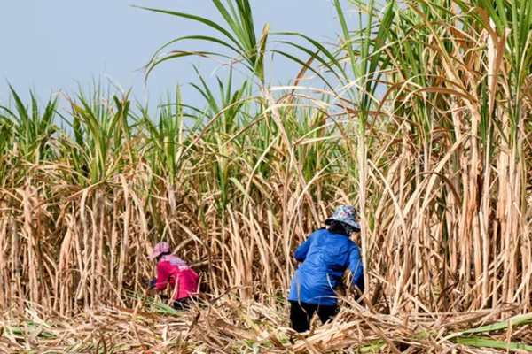 Mentan Amran: Danantara Siap Suntik ID Food Rp 1,5 Triliun untuk Gula Petani | pasar gula