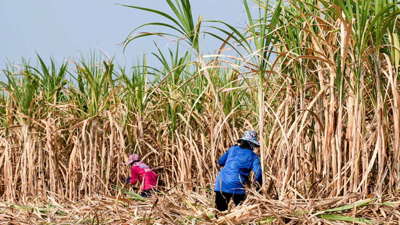 Mentan Amran: Danantara Siap Suntik ID Food Rp 1,5 Triliun untuk Gula Petani | Ekonomi