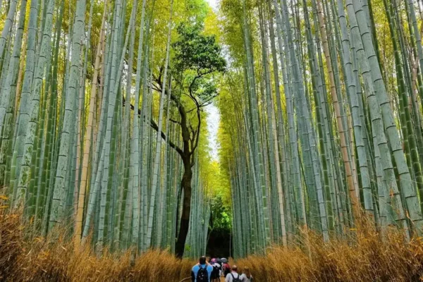 Panduan Menuju Hutan Bambu Arashiyama dari Kyoto, Tokyo, dan Osaka | Nasional