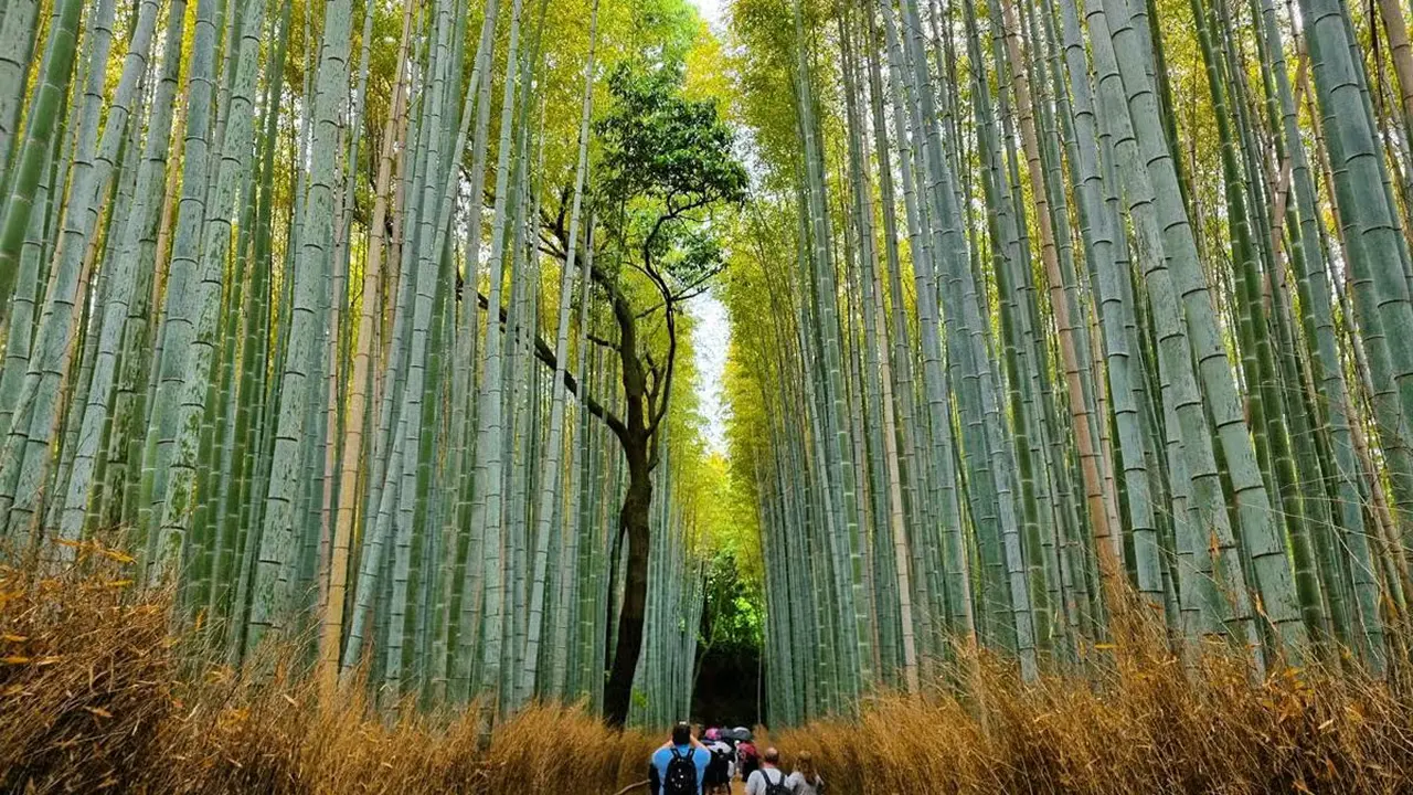 Panduan Menuju Hutan Bambu Arashiyama dari Kyoto, Tokyo, dan Osaka | Nasional
